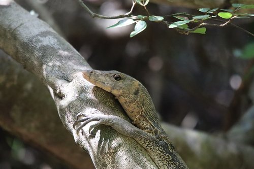 monitor  lizard  reptile