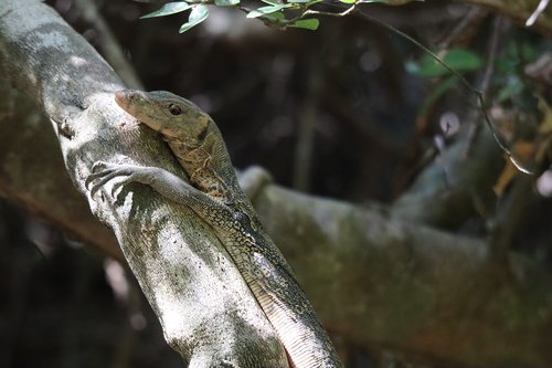 monitor  lizard  reptile