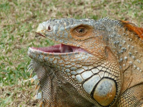 monitor lizard iguana