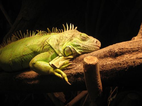 monitor lizard reptile lizard
