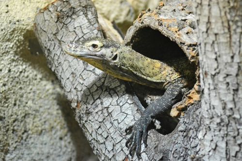 monitor lizard lizard reptile