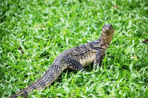 monitor lizard  bangkok  animal