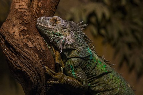 monitor lizard  colors  reptile