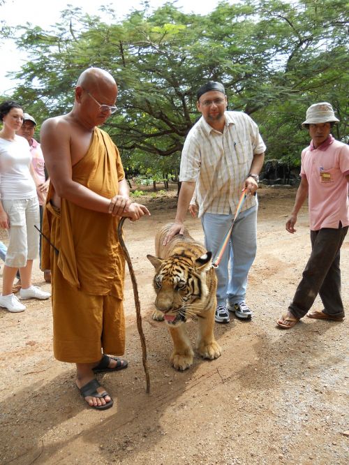 monk tiger buddhism