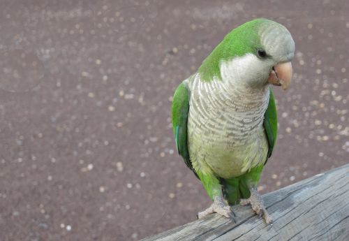 monk parakeet parrot bird