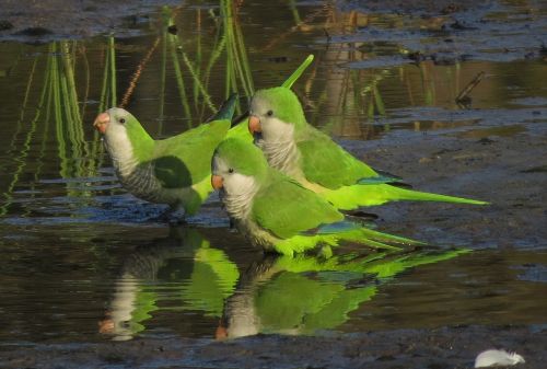 monk parakeets young birds