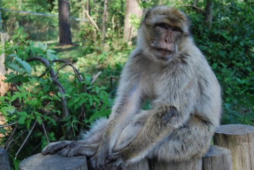 monkey barbary ape portrait