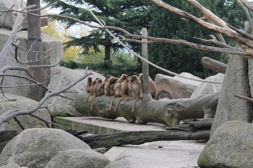 monkey tree zoo