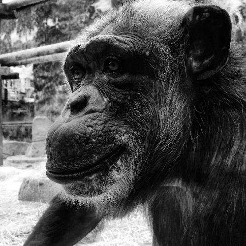 monkey black and white portrait