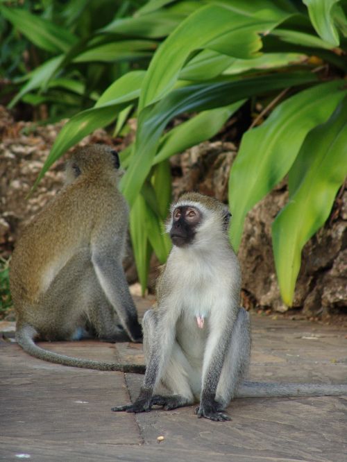 monkey makake africa