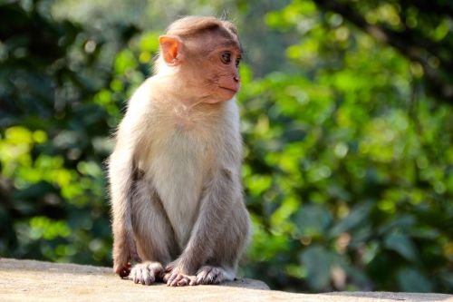 monkey makake africa