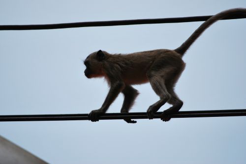 monkey äffchen ape