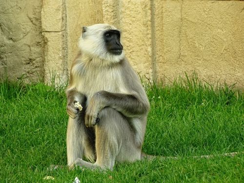 monkey zoo animal world