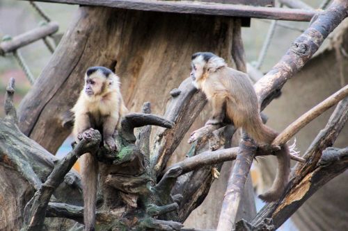 monkey capuchin monkey äffchen