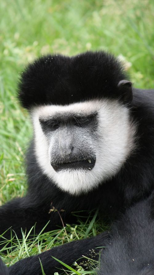 monkey primate face