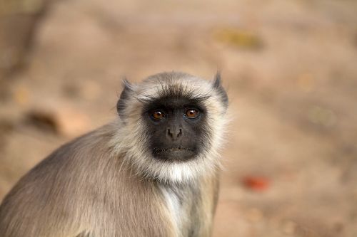 monkey india hanuman langur