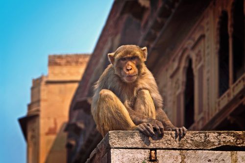 monkey india vrindavan