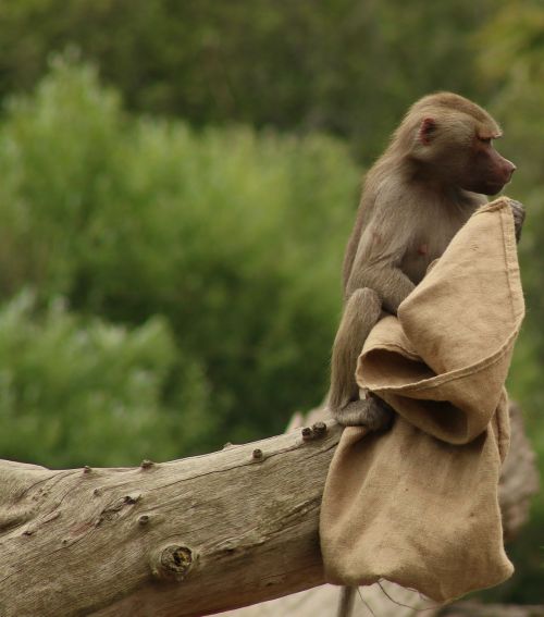 monkey sack brown