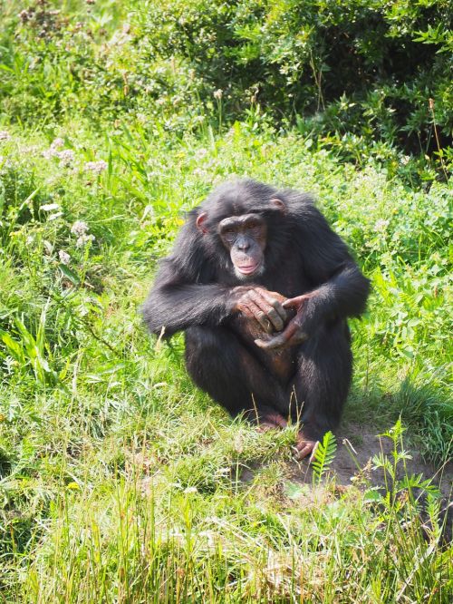 monkey chimpanzee ape