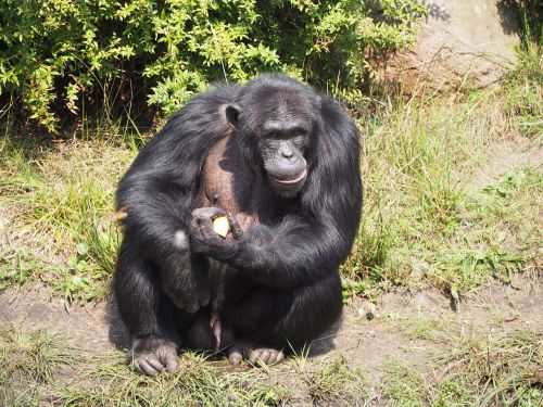 monkey eat zoo