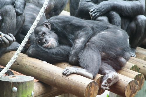 monkey ape zoo