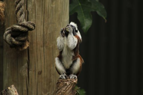 monkey eating grape