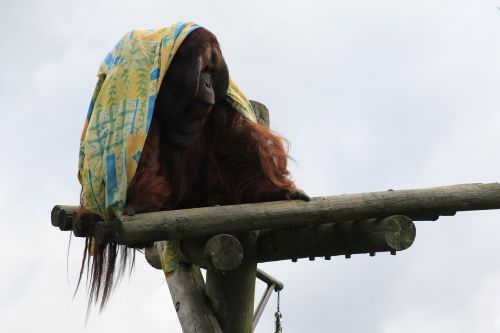 monkey sitting cloth
