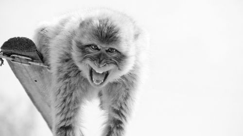 monkey cry roar