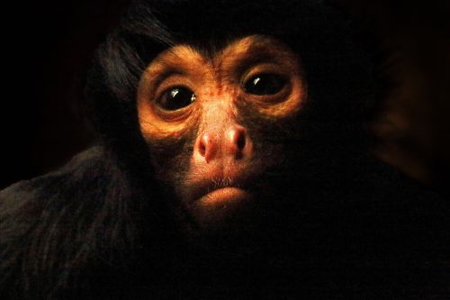 monkey great ape artis