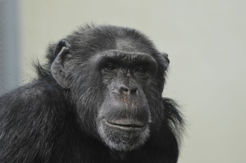 monkey animals chimpanzee