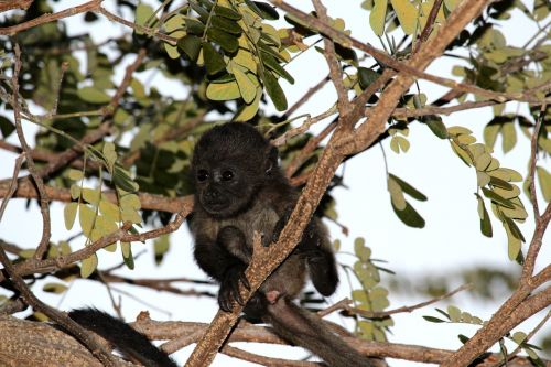 monkey baby animal nature