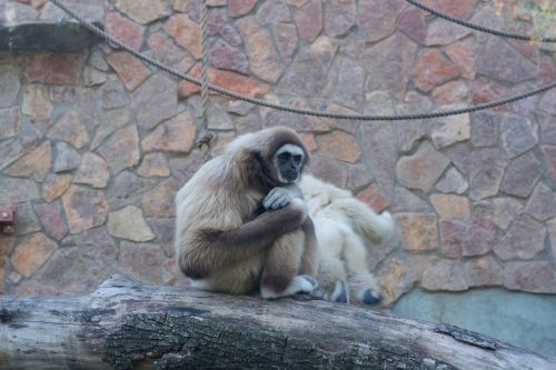 monkey gibbon white