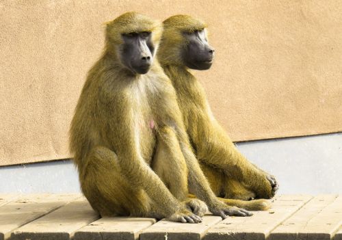 monkey baboon pair