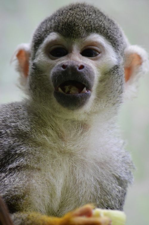 monkey capuchin monkey äffchen