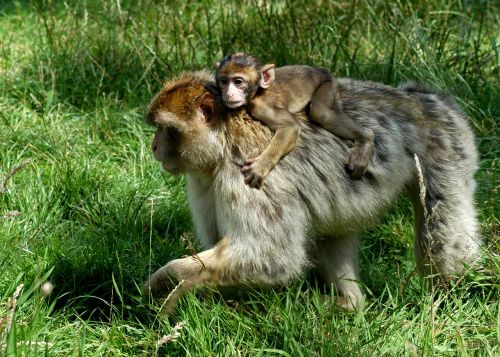 monkey back ride