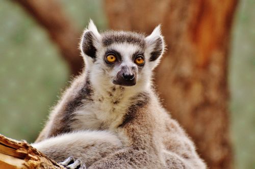 monkey lemur animal world