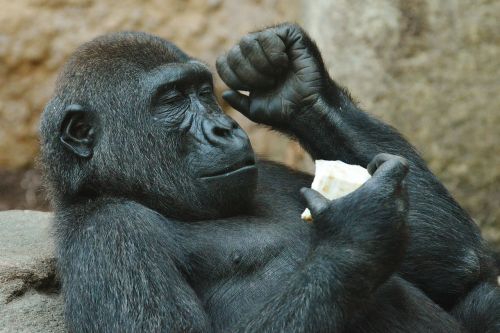 monkey gorilla eat