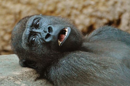 monkey gorilla zoo