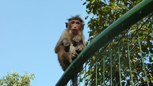 monkey makake sri lanka