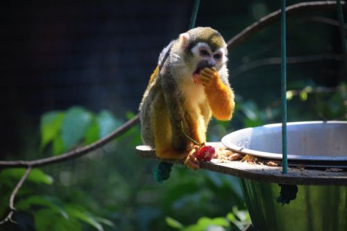 monkey zoo food