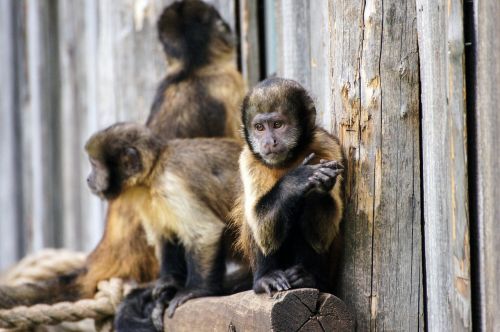 monkey zoo sad