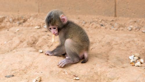 monkey baby eating peanut