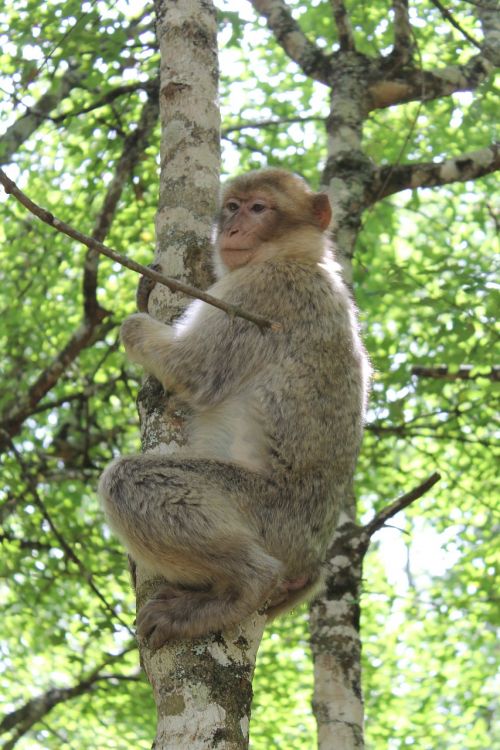 monkey animal park zoo