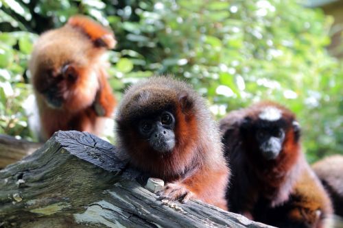 monkey zoo france