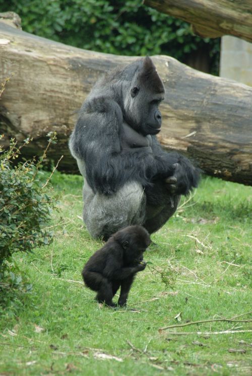 monkey gorilla zoo