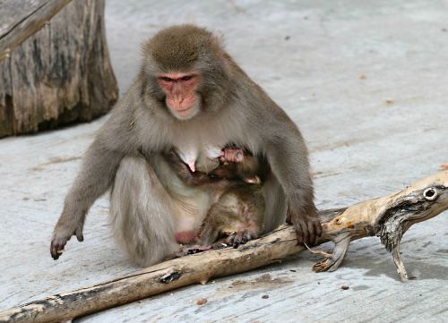 monkey young feeding