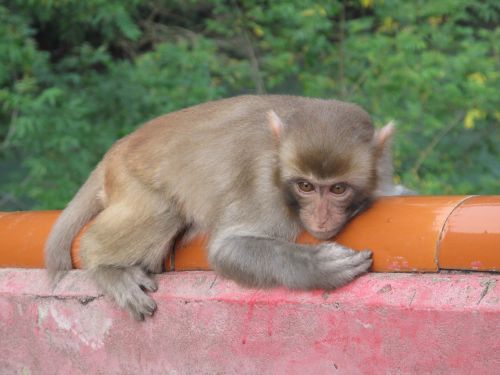 monkey macaque afraid