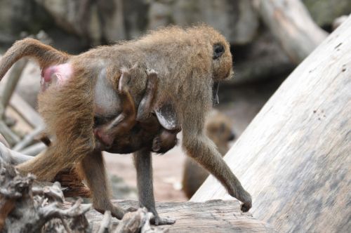 monkey baboon zoo