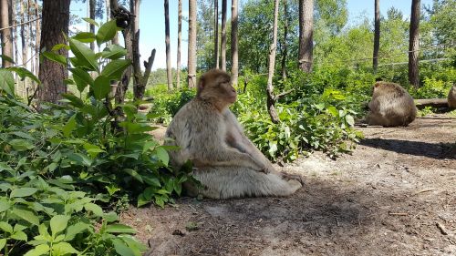 monkey view zoo