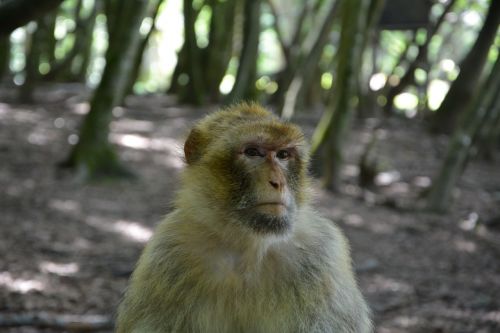 monkey barbary ape äffchen